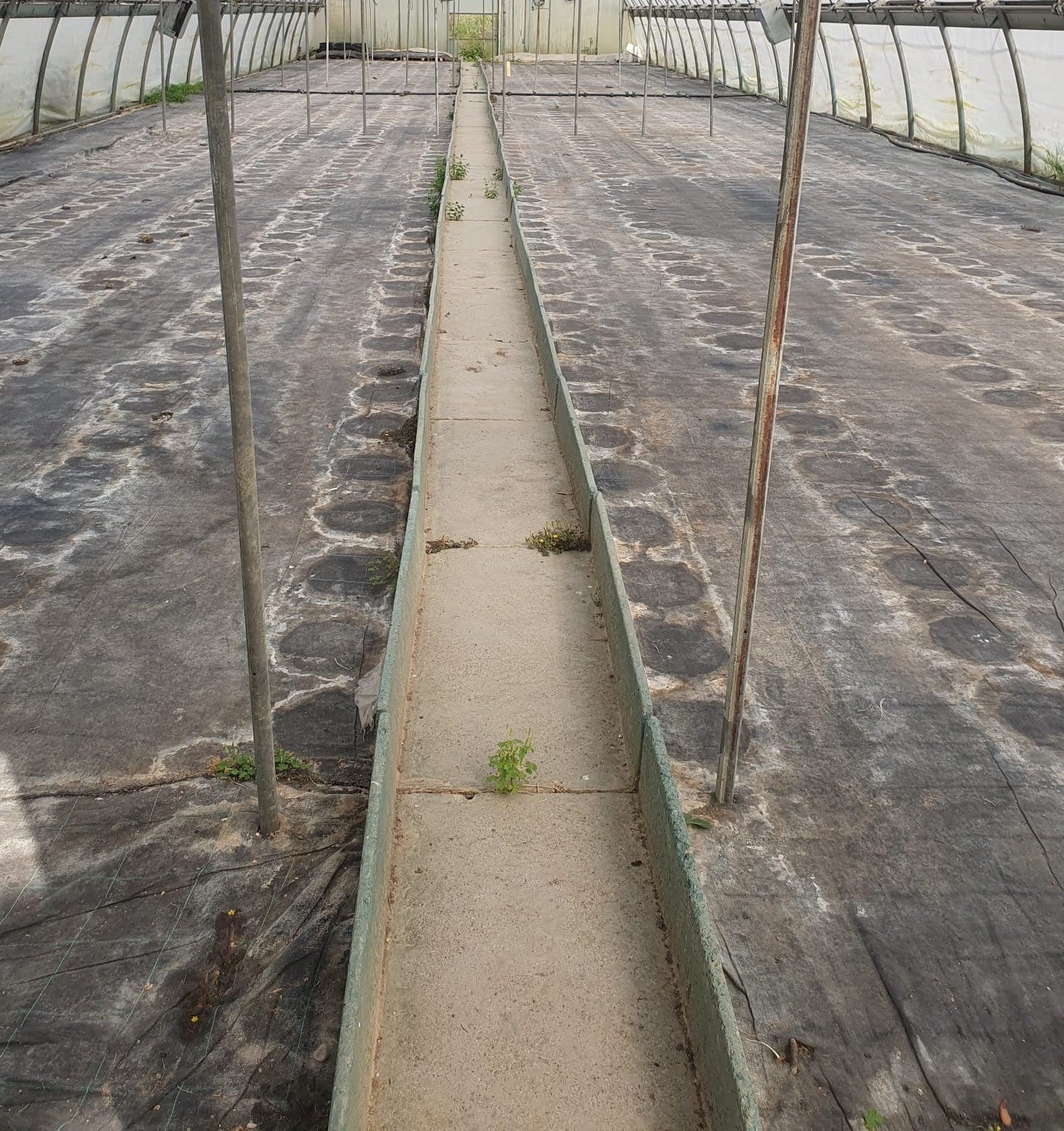 CAMMINATOI prefabbricati 70 x 100 cm per serre e giardinerie